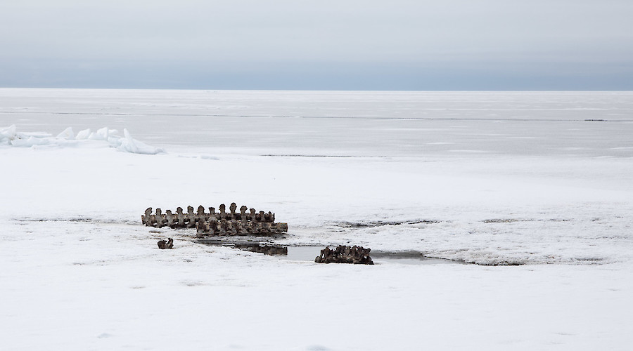 Rosa Rodríguez no Encontros da Imagem