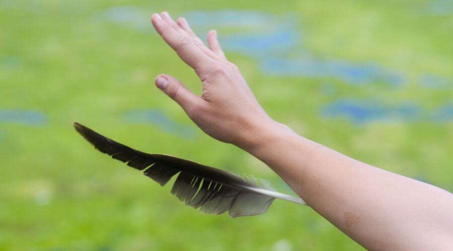 Uma Ária para o Pato-Real de Rosana Antolí