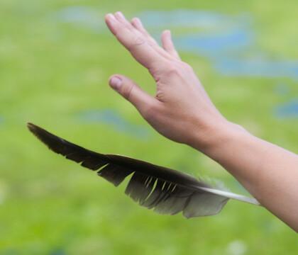 Uma Ária para o Pato-Real de Rosana Antolí